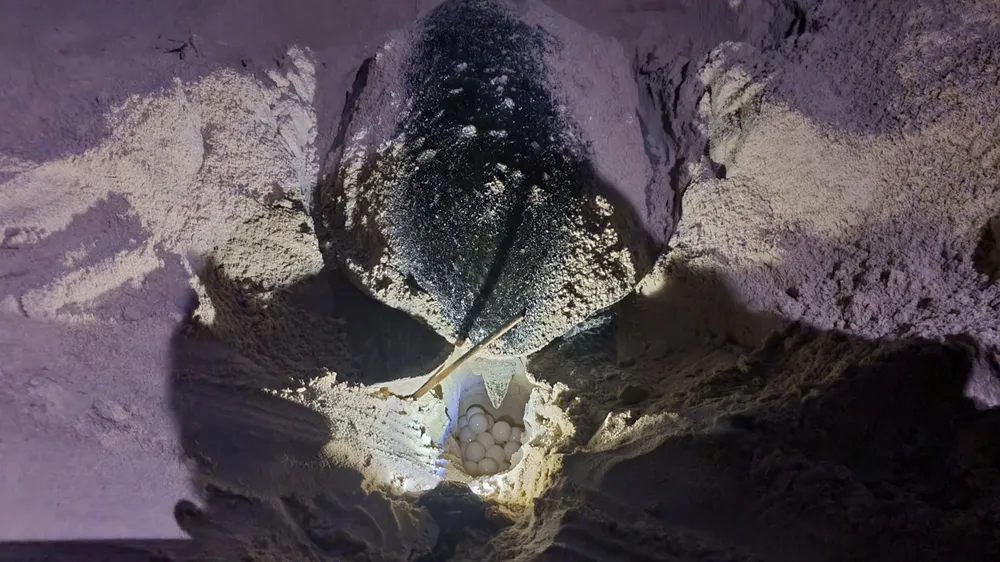 Rùa đẻ trứng tại bãi cát thuộc VQG Côn Đảo-Ảnh: HS Rùa đẻ trứng tại bãi cát thuộc VQG Côn Đảo-Ảnh: HS