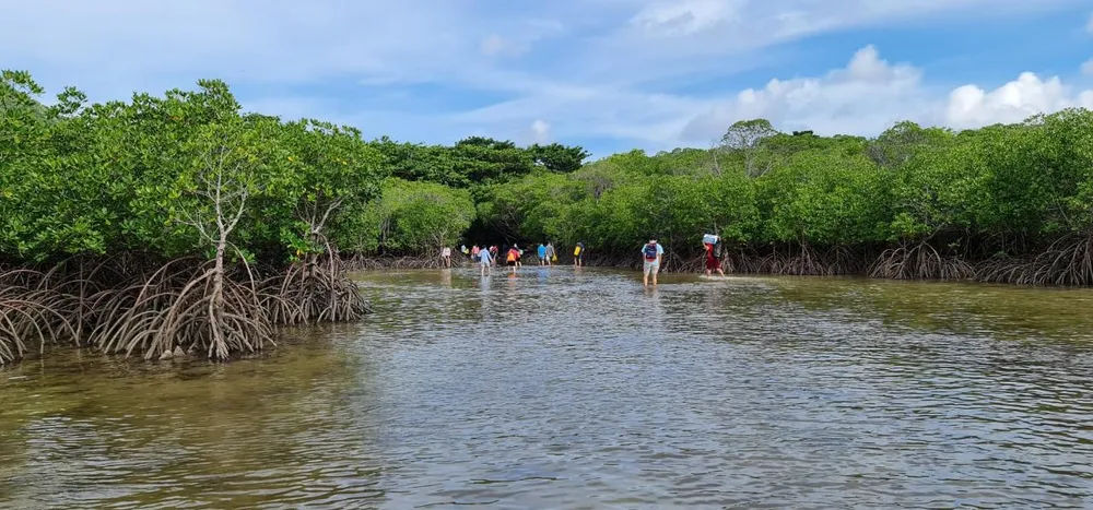 Rừng sinh thái ngập mặn VQG Côn Đảo. Ảnh: KN
