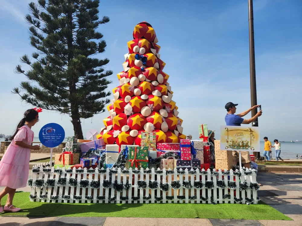 Cây thông nón lá tại Bãi Trước. Ảnh: TK