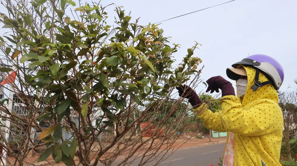 Cung đường mai độc đáo nhất Bà Rịa-Vũng Tàu vào mùa lặt lá ảnh 1 Cung đường mai độc đáo nhất Bà Rịa-Vũng Tàu vào mùa lặt lá ảnh 1
