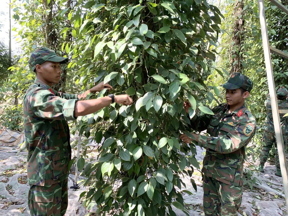 Giá tiêu thấp trong khi nhân công cao nên người dân không đủ chi phí cho việc thu hoạch vụ tiêu. Ảnh: TK