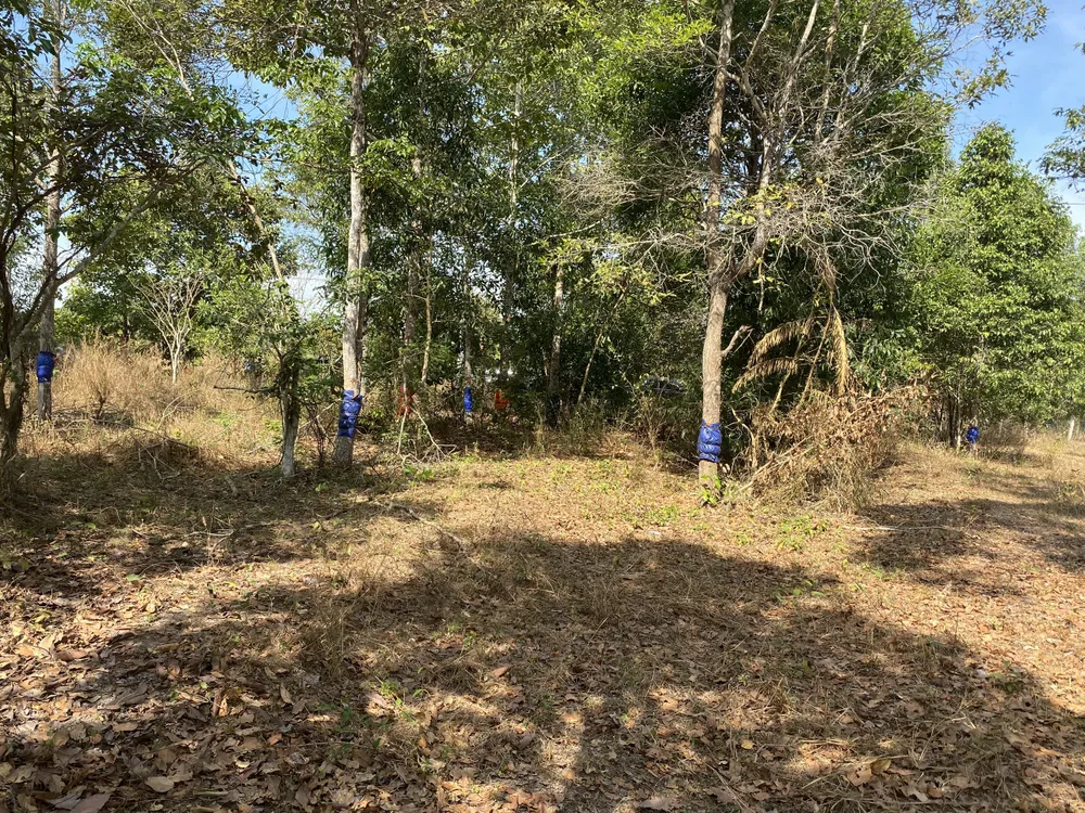 Cây rừng bị ken vỏ tại khu bảo tồn Thiên nhiên Bình Châu- Phước Bửuđang được cho thuốc để cứu chữa