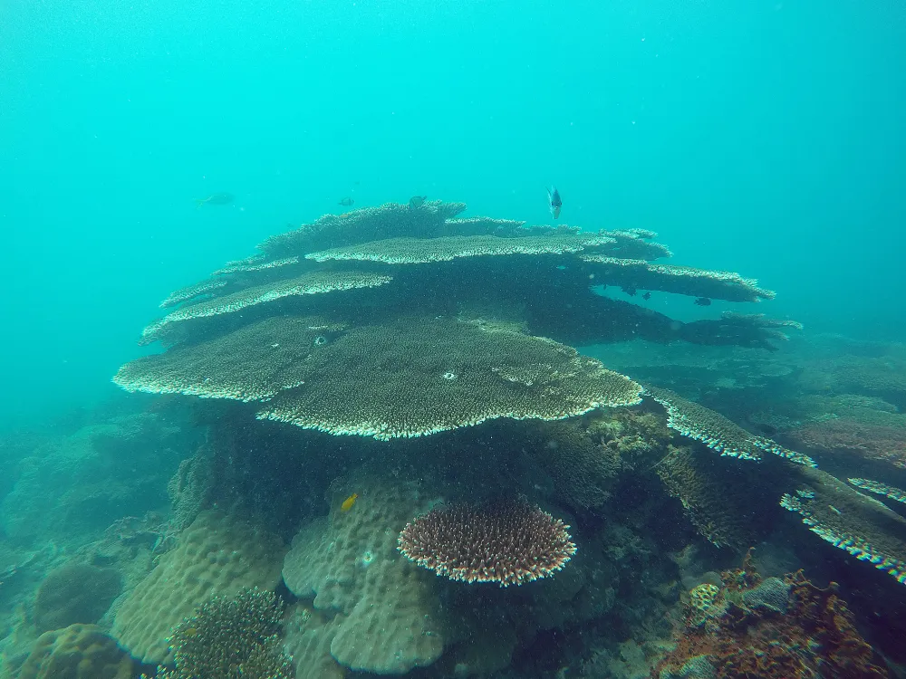 Rạn san hô Côn Đảo. Ảnh: VQG