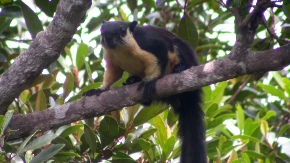 Sóc Côn Đảo đang sinh sống trong rừng thuộc quản lý của VQG Côn Đảo. Ảnh: VQG