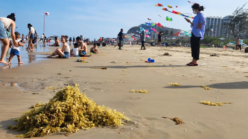 Rong biển dạt vào bờ biển Vũng Tàu rất nhiều ngày 30-4. Ảnh: TK
