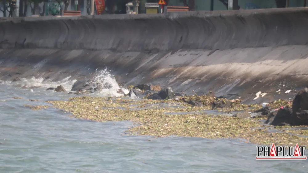 Rác "tấn công" bờ kè biển Bãi Trước, Vũng Tàu ngày 14-6. Ảnh: TK Rác "tấn công" bờ kè biển Bãi Trước, Vũng Tàu ngày 14-6. Ảnh: TK