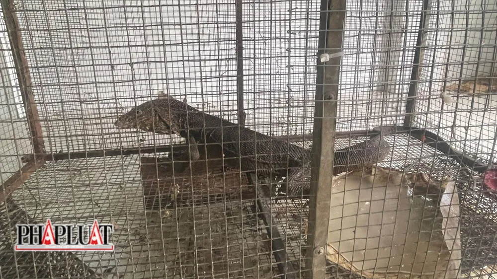 Cá thể kỳ đà thu giữ của vợ chồng ông T. đang được bảo quản, chăm sóc tại hạt Kiểm lâm liên huyện Châu Đức-Bà Rịa. Ảnh: Đức Tám Cá thể kỳ đà thu giữ của vợ chồng ông T. đang được bảo quản, chăm sóc tại hạt Kiểm lâm liên huyện Châu Đức-Bà Rịa. Ảnh: Đức Tám