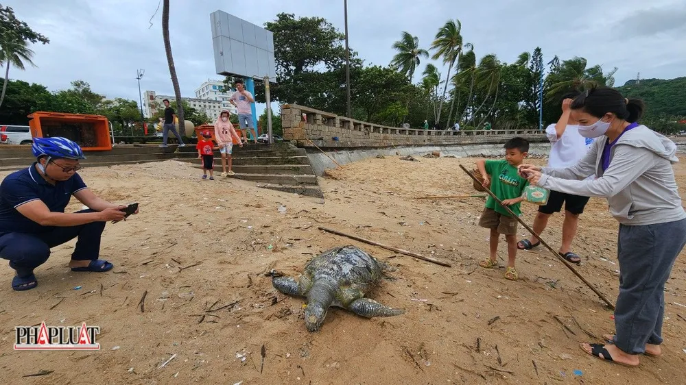 Người dân rất ngạc nhiên khi thấy con rùa biển dạt vào biển Bãi Trước ở Vũng Tàu sáng 4-9. Ảnh: TK