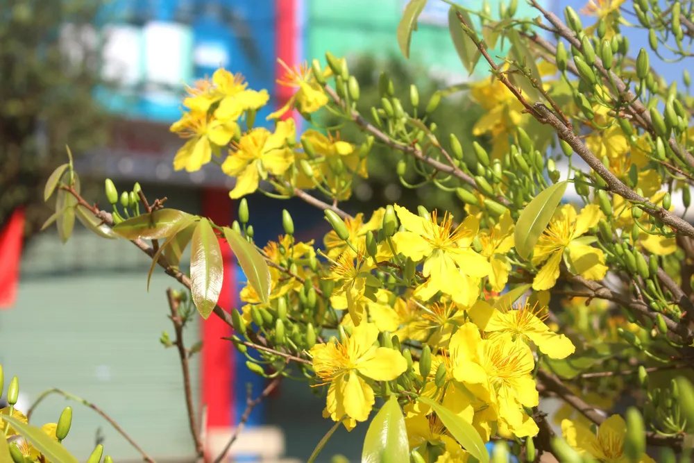 Chuyện kể về con đường hoa mai “độc nhất vô nhị” ở Việt Nam