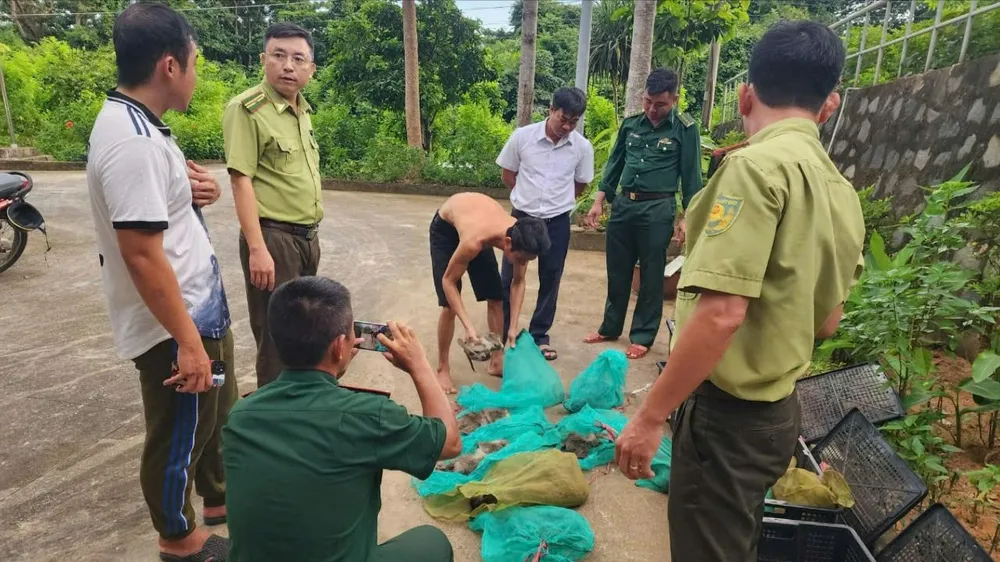 17 con khỉ đuôi dài, trong đó có 10 con đã chết được người đàn ông vận chuyển đưa ra khỏi rừng thuộc VQG Côn Đảo chờ chuyển về đất liền. Ảnh: KL Phát hiện một người đưa 17 cá thể Khỉ đuôi dài ra khỏi khu vực rừng cấm ở Côn Đảo