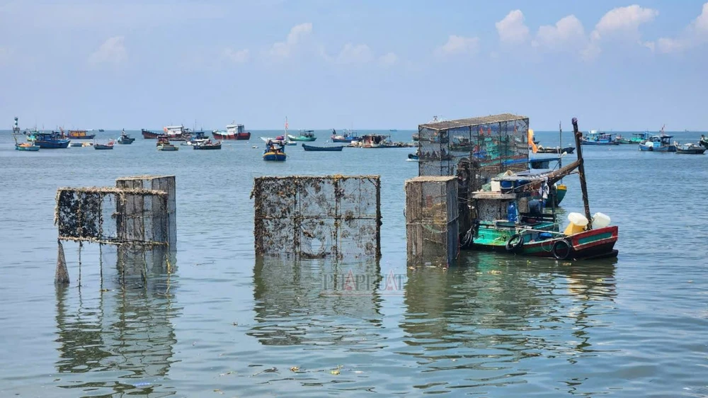 Vũng Tàu: Các hộ đang di dời lồng nuôi tôm hùm khỏi khu vực Bãi Trước