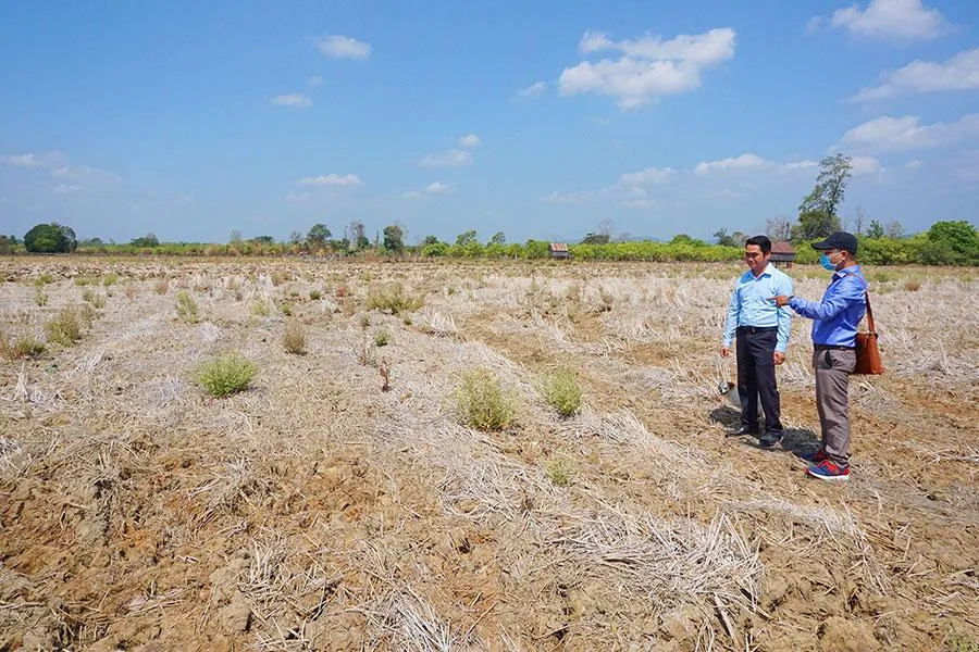 Cánh đồng làng Klăh, xã Ia Mơr bên dưới đập thủy lợi Ia Mơr bị khô hạn, nứt nẻ. Ảnh: LÊ KIẾN
