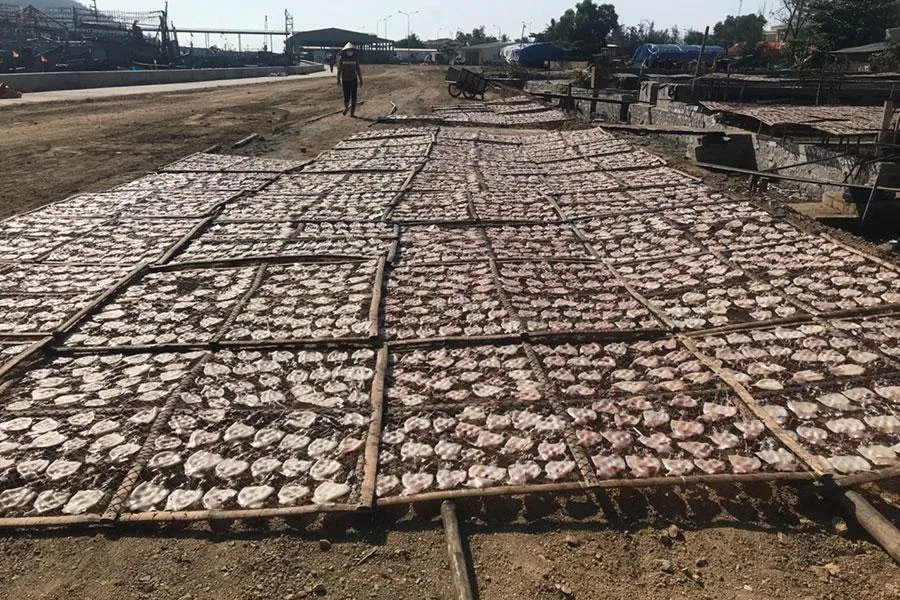 Hoạt động chế biến, phơi mực tại địa bàn xã Cát Khánh. Ảnh: BT