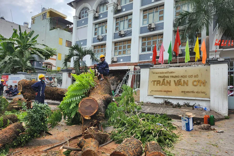 Cây xanh bị bật gốc tại Trường THCS Trần Văn Ơn, quận 1 vào sáng 3-4. Ảnh: NGUYỄN QUYÊN Cây xanh bị bật gốc tại Trường THCS Trần Văn Ơn, quận 1 vào sáng 3-4. Ảnh: NGUYỄN QUYÊN