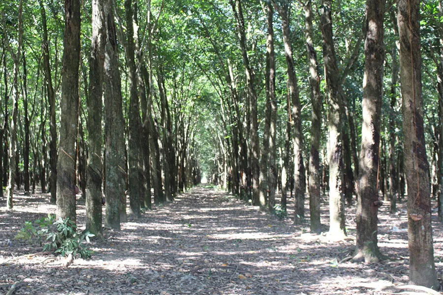 Vườn cao su liên quan đến hợp đồng kinh tế mà các bên tranh chấp. Ảnh: PL Vườn cao su liên quan đến hợp đồng kinh tế mà các bên tranh chấp. Ảnh: PL