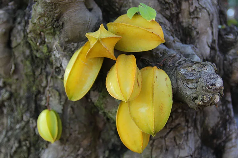 Cặp khế cổ thụ được chào bán giá 1,2 tỉ đồng ảnh 4 Cặp khế cổ thụ được chào bán giá 1,2 tỉ đồng ảnh 4