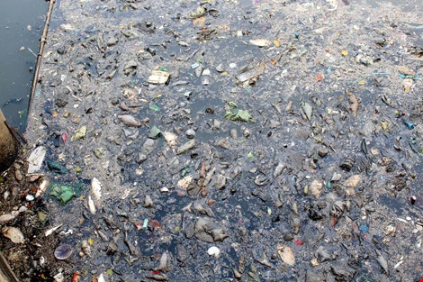 Cá chết trắng ở kênh Nhiêu Lộc: Do nước bị ô nhiễm cục bộ ảnh 1