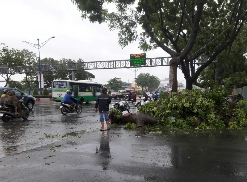 cây xanh gãy đổ