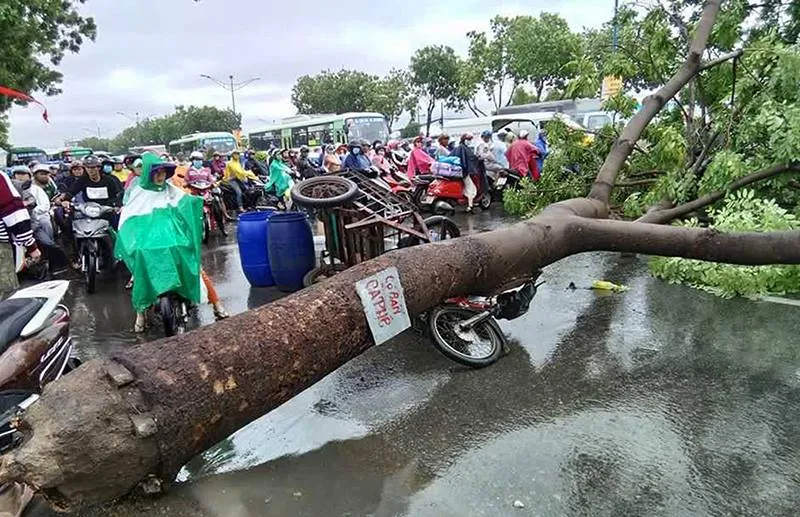 chị bỏ ảnh này vô tin luôn dùm em nha chị. cây xanh gãy trên đường Trường Chinh. Ảnh: CTV