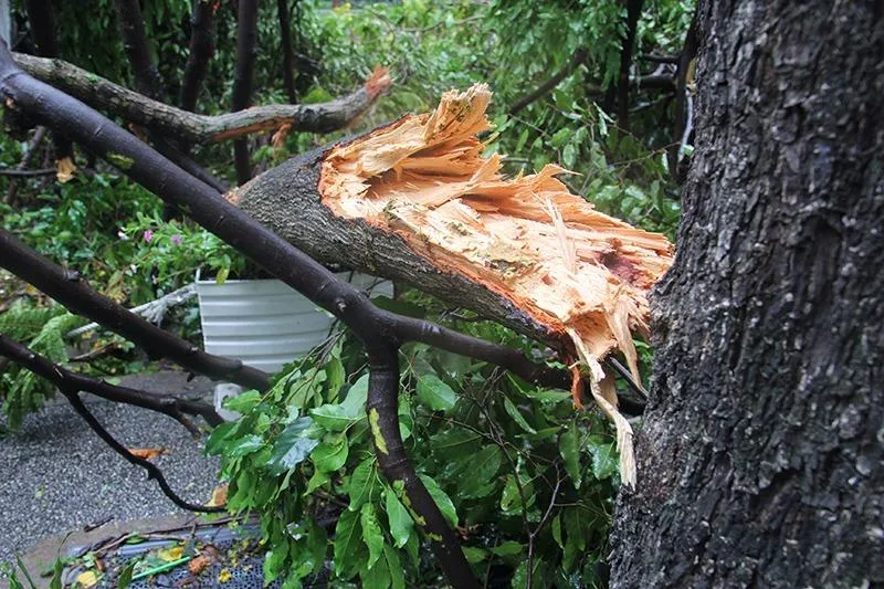 Một nhánh cây bị tét nằm chắn ngang đường. Ảnh: HOÀNG GIANG