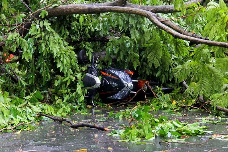 Chiếc xe máy bị cây xanh đè chỉ còn thấy đầu xe. Ảnh: HOÀNG GIANG