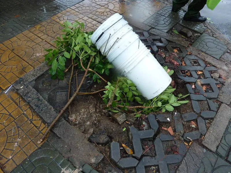 gốc cây xanh lớn bị đè