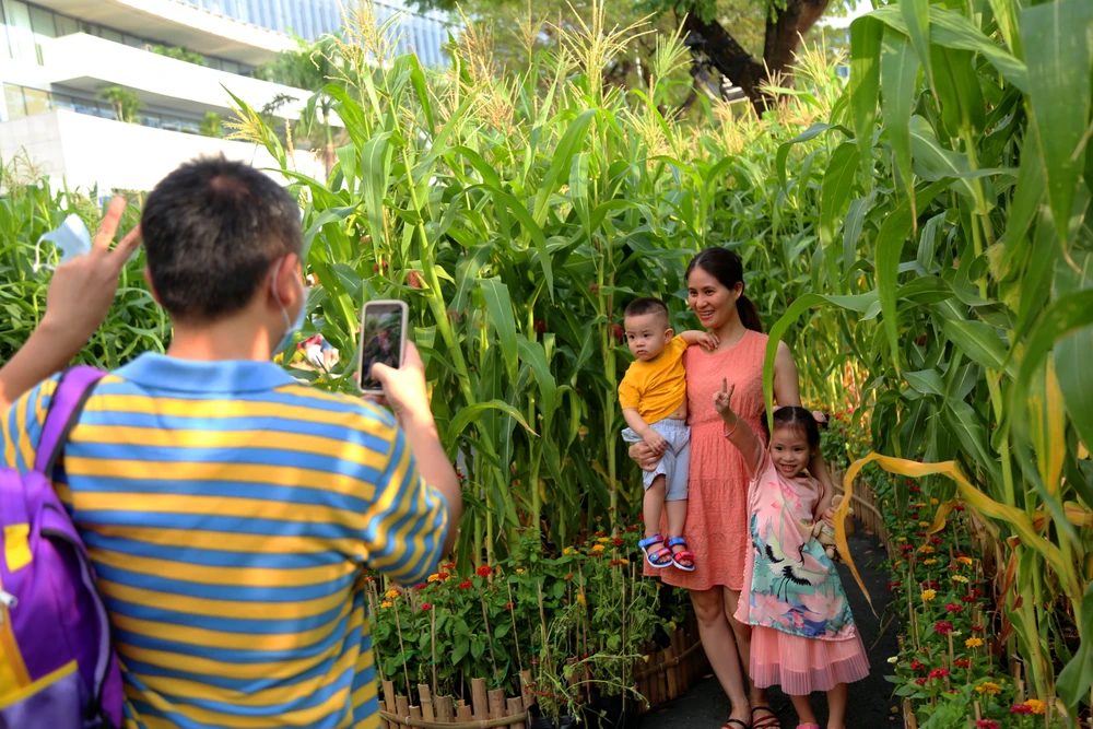 Gia đình anh Nguyên check-in với cánh đồng ngô đang vào mua thu hoạch.