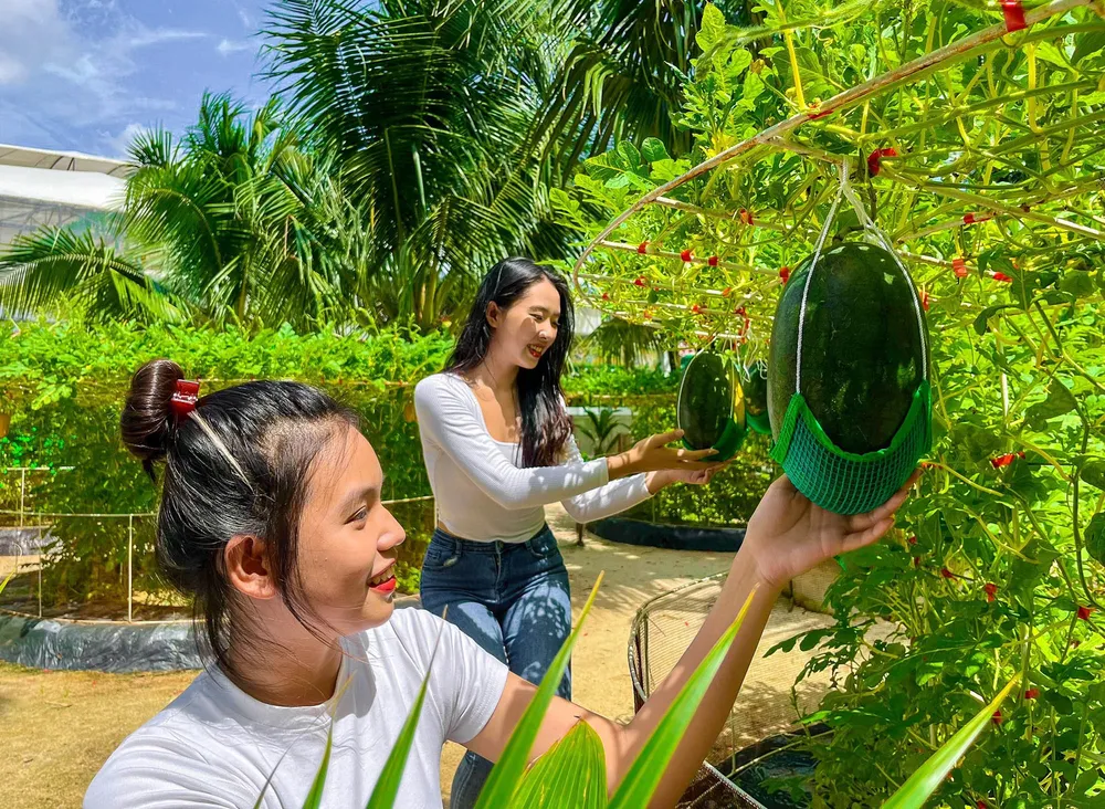 Nông trại dưa hấu sở hữu hơn 5.000 cây được trồng dưới những hàng dừa xiêm rợp bóng mát, sự kết hợp hoàn hảo tạo nên điểm đến độc lạ tại Sài Gòn.