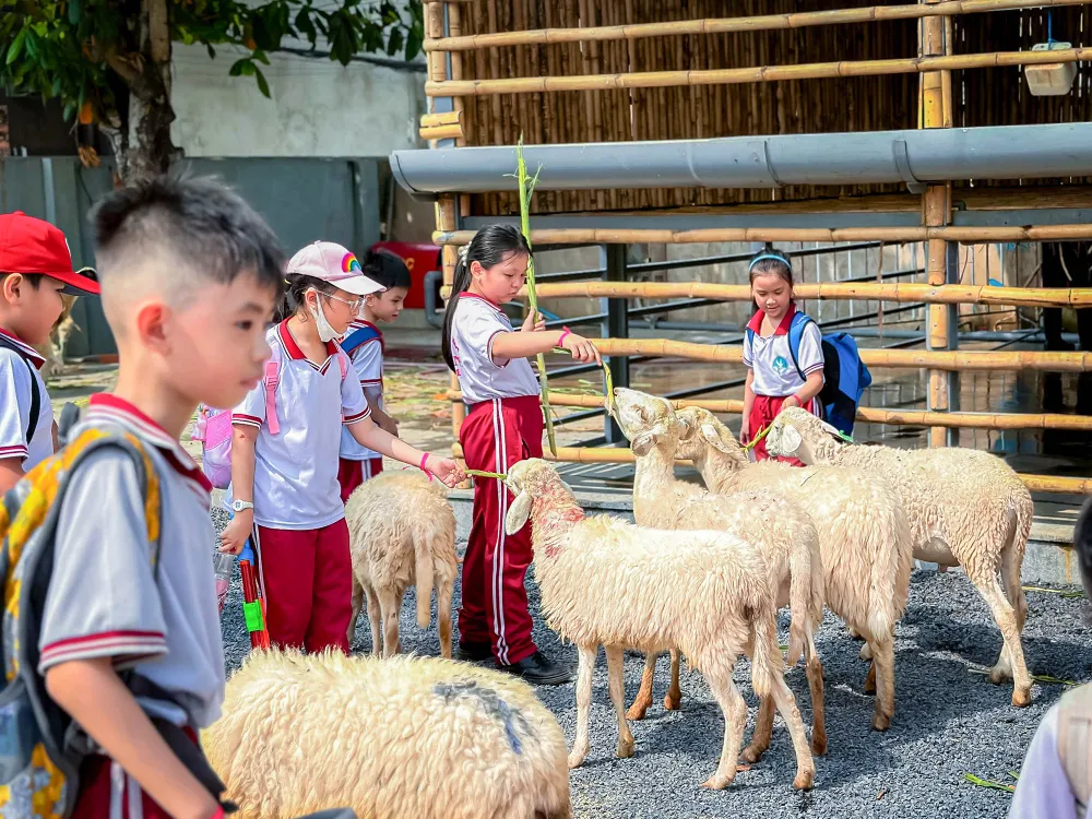 Các em nhỏ vui chơi với đàn cừu ngay trong nông trại mà không cần phải di chuyển ra ngoài thành phố.