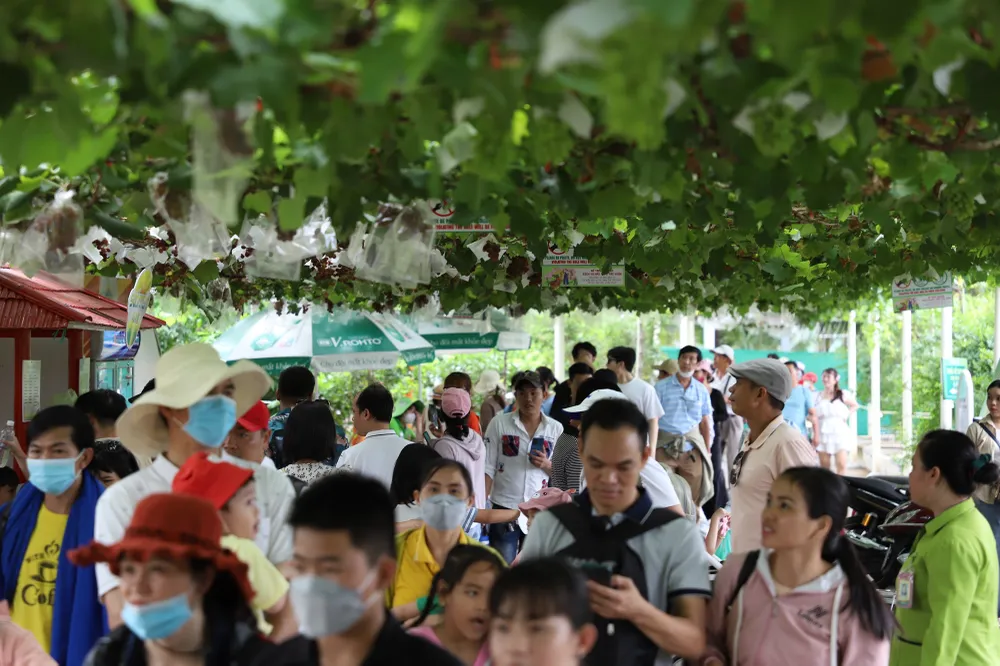 Đây là dịp để các gia đình cùng nhau trải nghiệm các khu vườn nho, vườn dừa...tự tay hái và thưởng thức những loại trái cây tươi sạch.