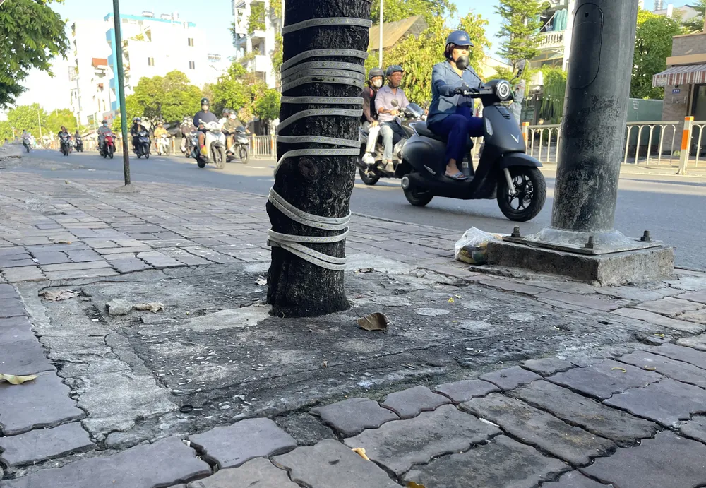 Hàng loạt cây xanh “thoi thóp”, chờ giải cứu ở TP.HCM (2).jpg