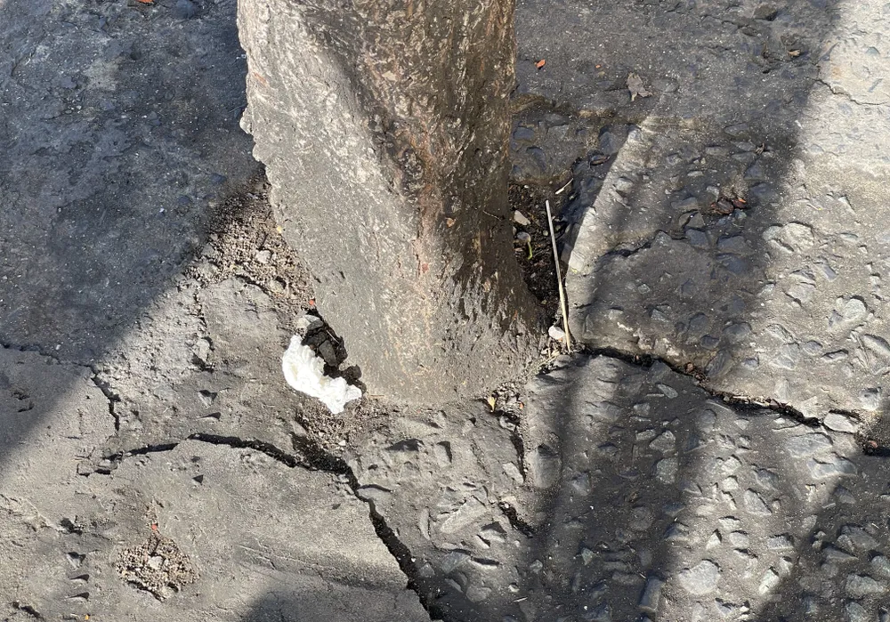 Hàng loạt cây xanh “thoi thóp”, chờ giải cứu ở TP.HCM (7).jpg