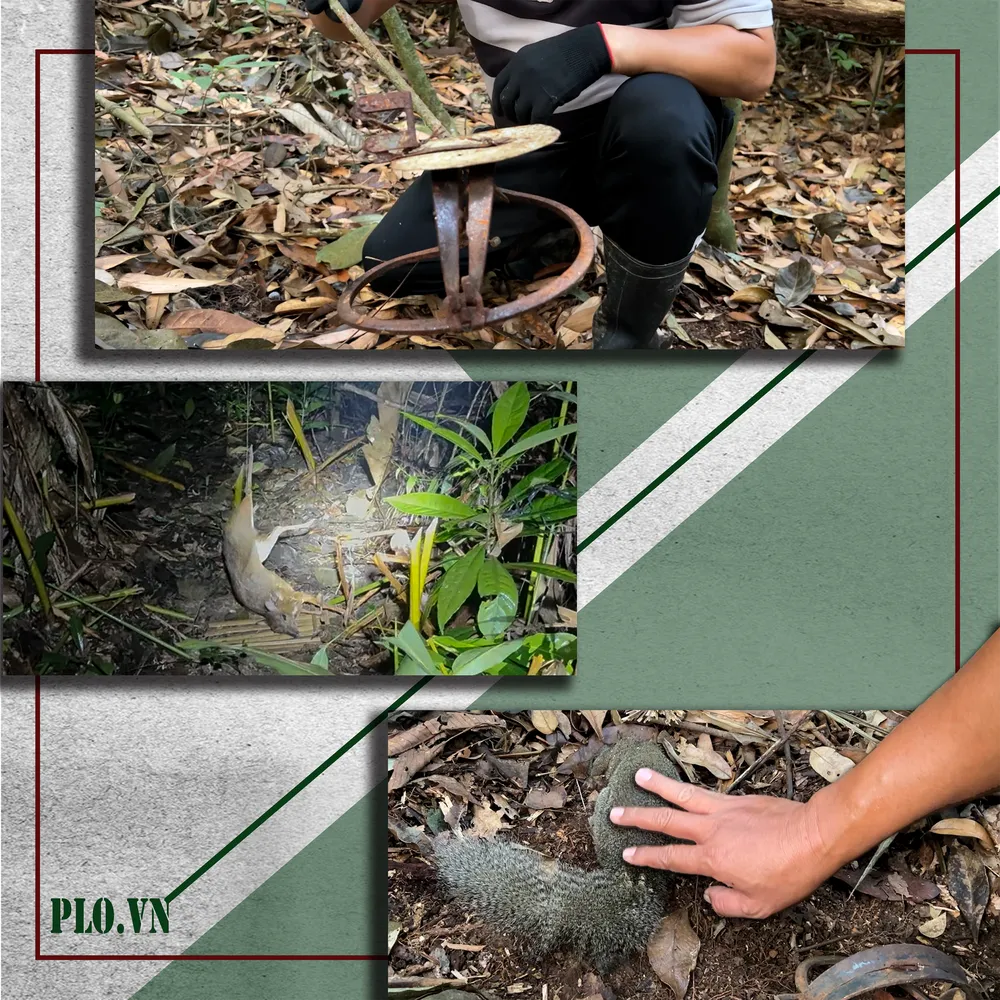 Vườn quốc gia Cát Tiên (2).png