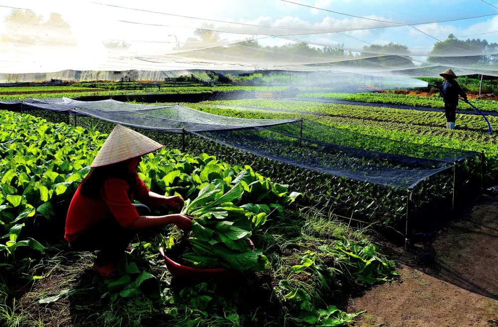 NẮNG SỚM VƯỜN RAU_CAO HẢI MINH.jpg