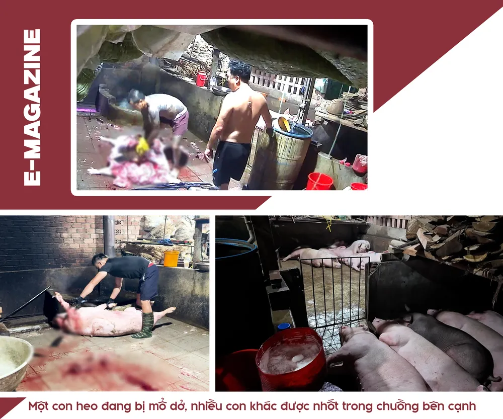 mổ heo lậu (2).png