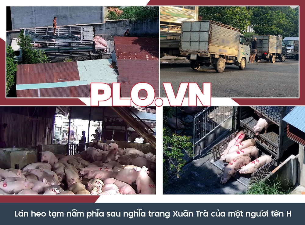 lò mổ lậu (1).png