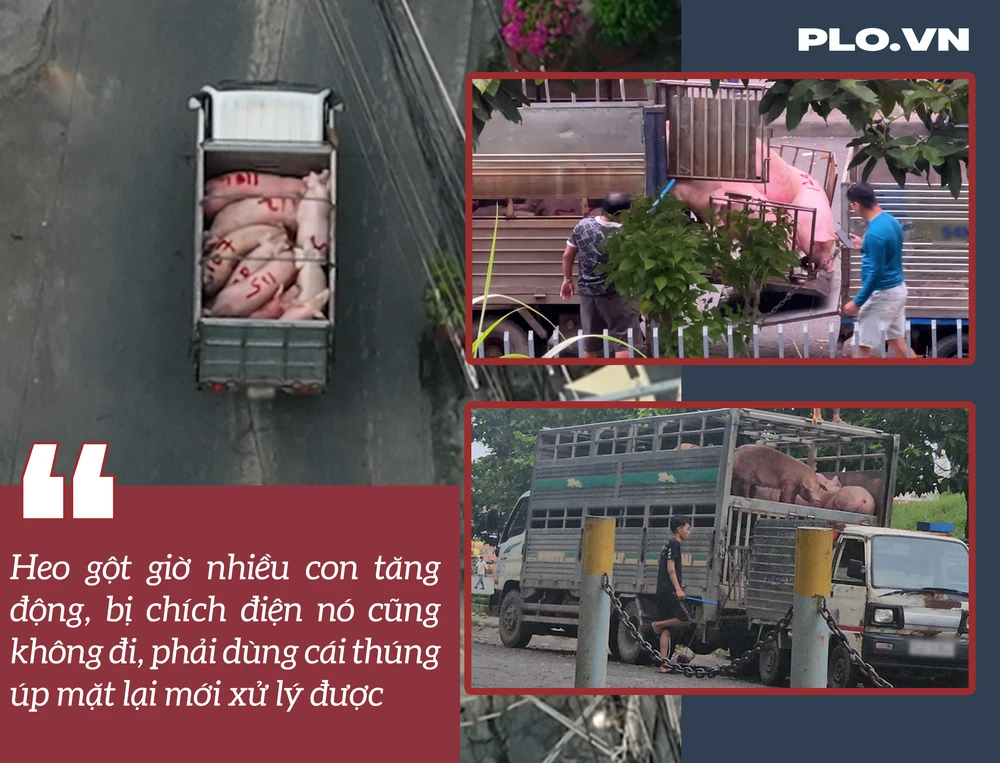 lò mổ lậu (12).png