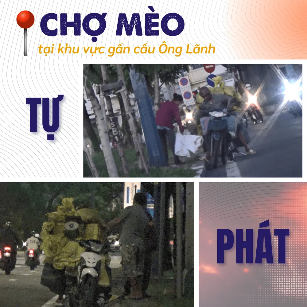 mèo tặc