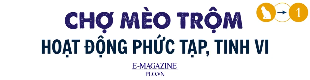 mèo tặc (2).png