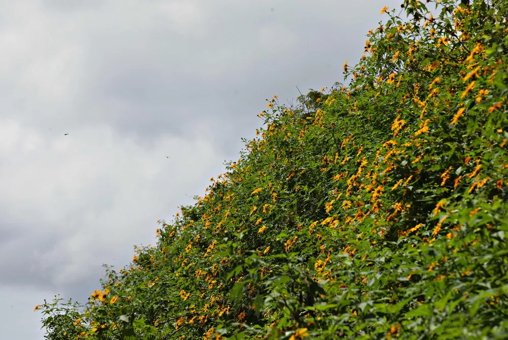 hoa - da - quy - bia.jpg