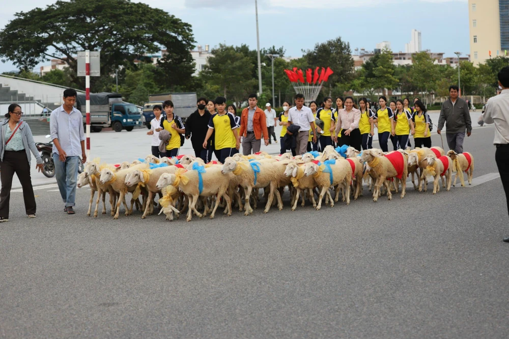 cừu diễu hành 4