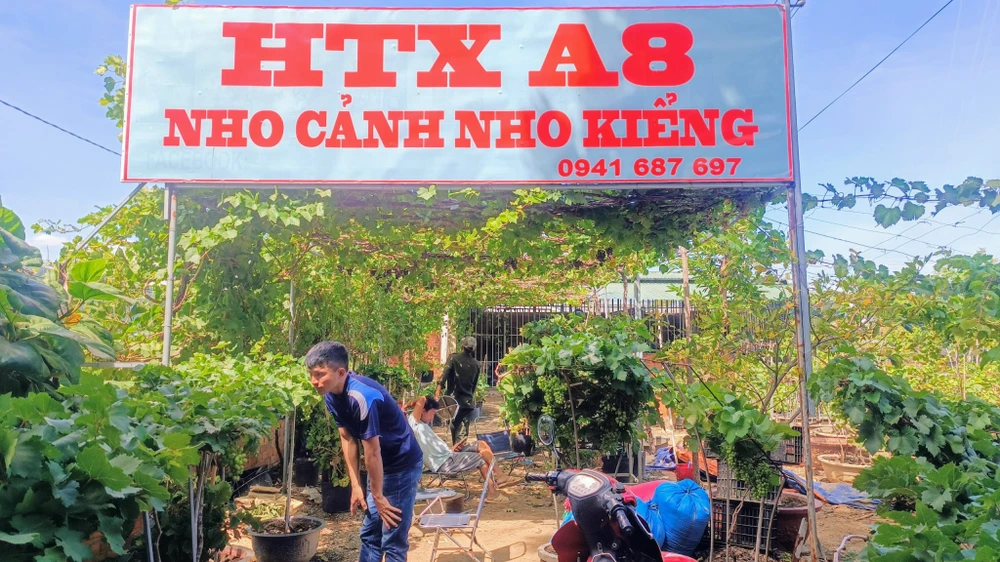 1. Nho canh.jpg
