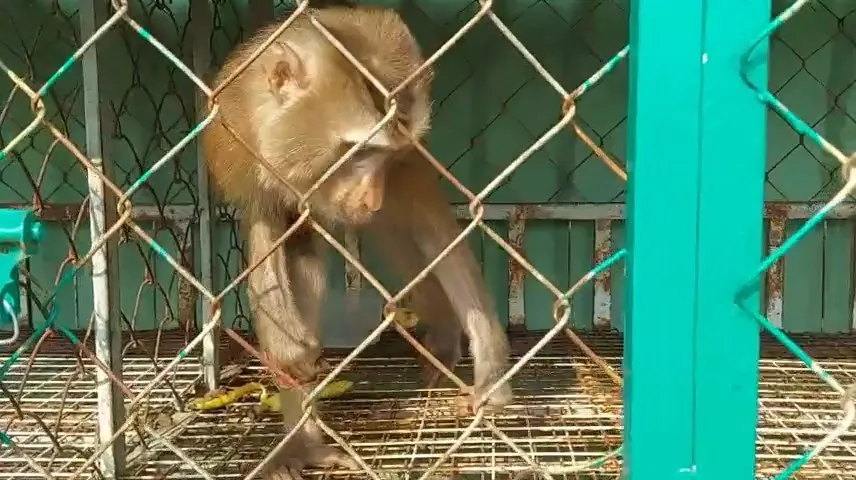 khỉ cắn nhân viên quán cà phê quận 12 -plo.jpg