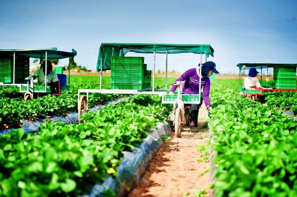 Nhiều tỉnh phát cảnh báo lừa đảo lao động đi làm việc tại Úc trong ngành nông nghiệp. Ảnh minh họa. lừa đảo lao động đi làm việc tại Úc