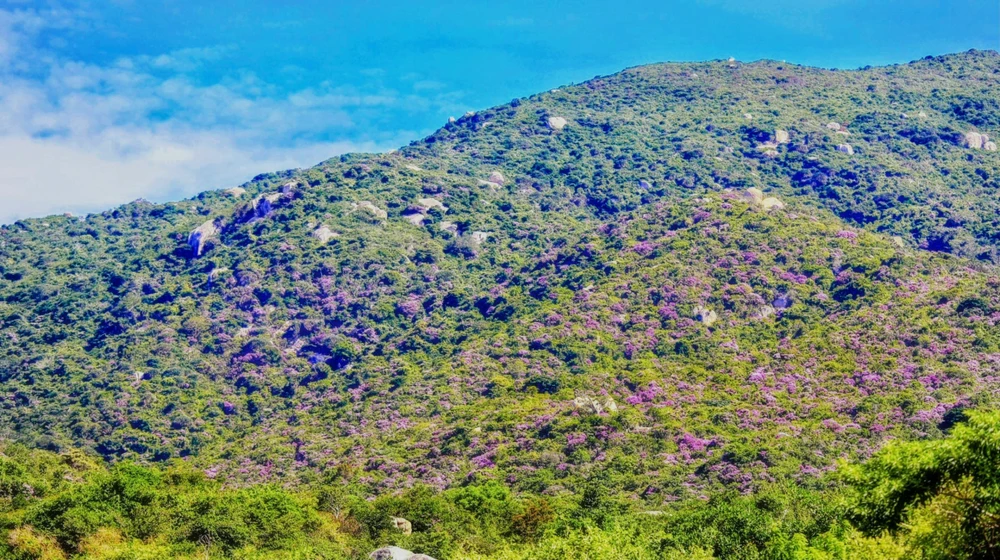 bằng lăng tím 10.jpg