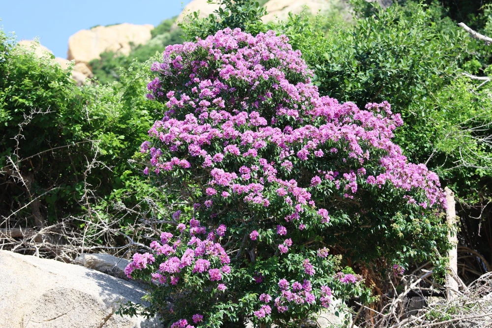 bằng lăng tím 2.jpg