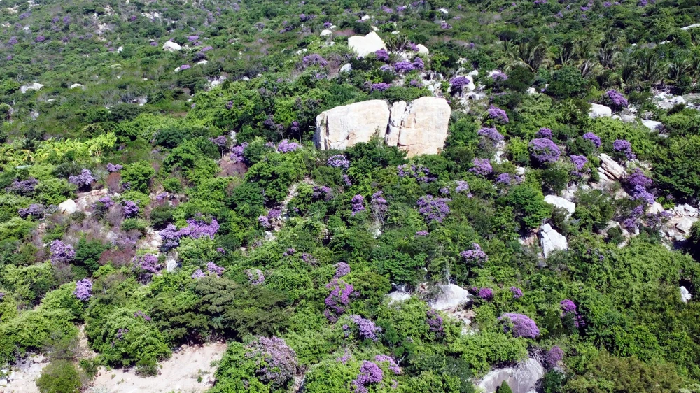 bằng lăng tím 6.jpg