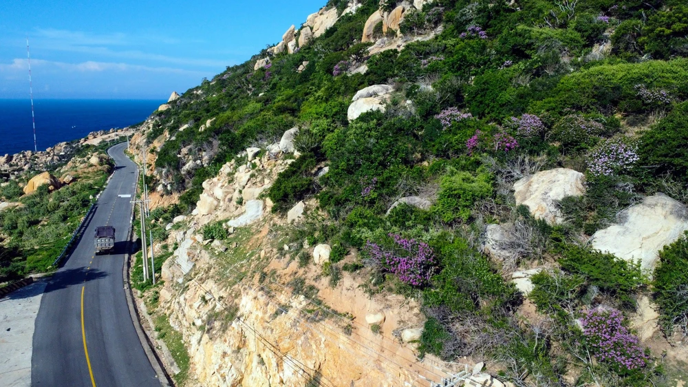 bằng lăng tím 8.jpg