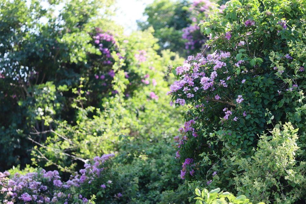 hoa bằng lăng tím 1.jpg