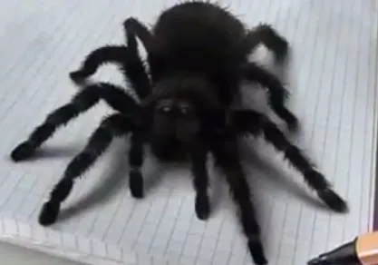 Clip nhận biết phần mềm nghe lén hot nhất trong tuần ảnh 2